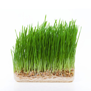 how_to_grow_wheatgrass
