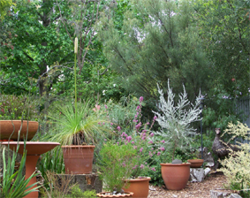 Using Native Plants for Difficult Conditions