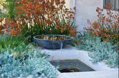 Water features and water plants