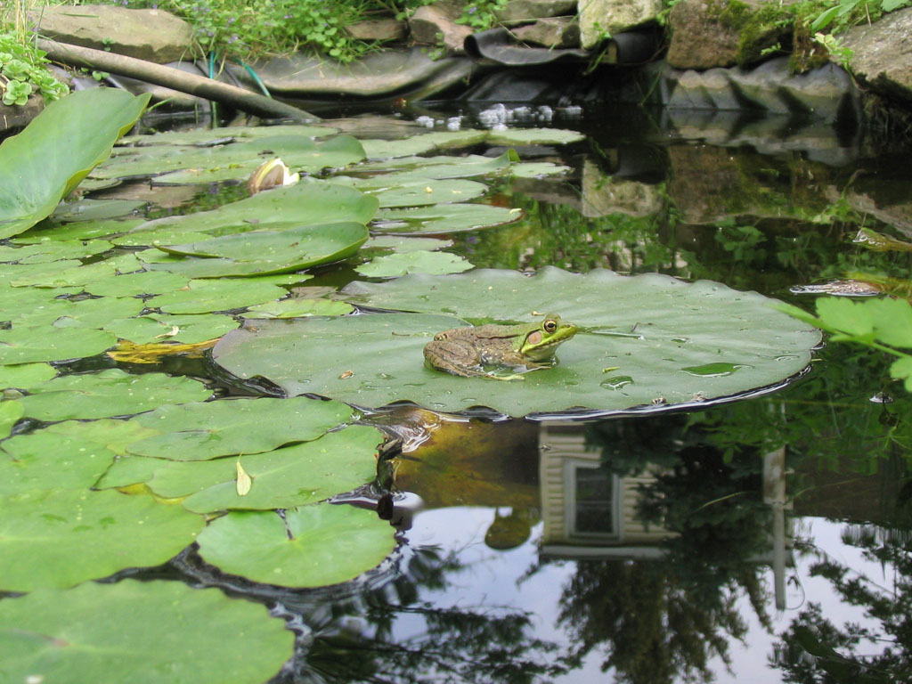 Frog Ponds & Habitat Gardening